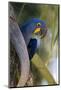Brazil, Mato Grosso, the Pantanal, Hyacinth Macaw on Palm Branch-Ellen Goff-Mounted Photographic Print