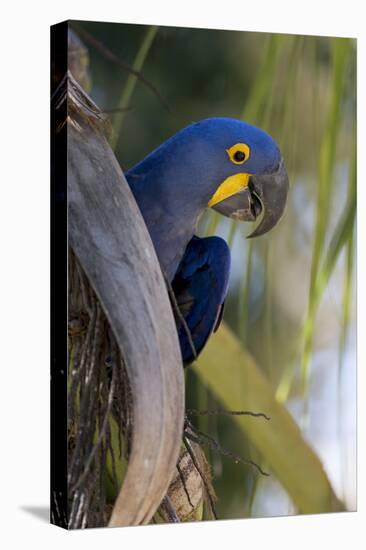 Brazil, Mato Grosso, the Pantanal, Hyacinth Macaw on Palm Branch-Ellen Goff-Stretched Canvas