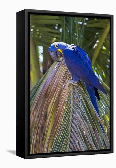 Brazil, Mato Grosso, the Pantanal. Hyacinth Macaw on Palm Branch-Ellen Goff-Framed Stretched Canvas