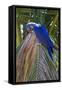 Brazil, Mato Grosso, the Pantanal. Hyacinth Macaw on Palm Branch-Ellen Goff-Framed Stretched Canvas