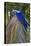 Brazil, Mato Grosso, the Pantanal. Hyacinth Macaw on Palm Branch-Ellen Goff-Stretched Canvas