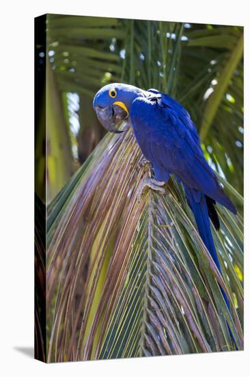 Brazil, Mato Grosso, the Pantanal. Hyacinth Macaw on Palm Branch-Ellen Goff-Stretched Canvas