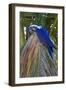 Brazil, Mato Grosso, the Pantanal. Hyacinth Macaw on Palm Branch-Ellen Goff-Framed Photographic Print