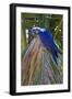 Brazil, Mato Grosso, the Pantanal. Hyacinth Macaw on Palm Branch-Ellen Goff-Framed Photographic Print