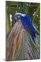 Brazil, Mato Grosso, the Pantanal. Hyacinth Macaw on Palm Branch-Ellen Goff-Mounted Photographic Print