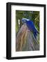 Brazil, Mato Grosso, the Pantanal. Hyacinth Macaw on Palm Branch-Ellen Goff-Framed Photographic Print