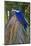 Brazil, Mato Grosso, the Pantanal. Hyacinth Macaw on Palm Branch-Ellen Goff-Mounted Photographic Print