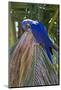 Brazil, Mato Grosso, the Pantanal. Hyacinth Macaw on Palm Branch-Ellen Goff-Mounted Photographic Print