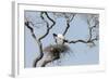 Brazil, Mato Grosso, the Pantanal. Jabiru at the Nest in a Large Tree-Ellen Goff-Framed Photographic Print