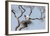 Brazil, Mato Grosso, the Pantanal. Jabiru at the Nest in a Large Tree-Ellen Goff-Framed Photographic Print