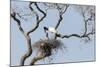 Brazil, Mato Grosso, the Pantanal. Jabiru at the Nest in a Large Tree-Ellen Goff-Mounted Photographic Print