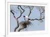 Brazil, Mato Grosso, the Pantanal. Jabiru at the Nest in a Large Tree-Ellen Goff-Framed Photographic Print