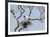 Brazil, Mato Grosso, the Pantanal. Jabiru at the Nest in a Large Tree-Ellen Goff-Framed Photographic Print