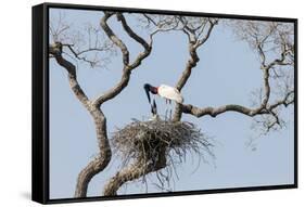 Brazil, Mato Grosso, the Pantanal. Jabiru at the Nest in a Large Tree-Ellen Goff-Framed Stretched Canvas