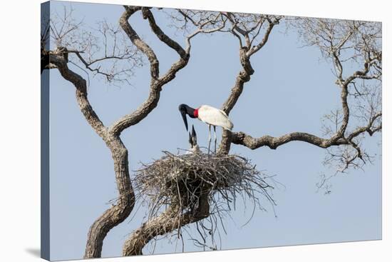 Brazil, Mato Grosso, the Pantanal. Jabiru at the Nest in a Large Tree-Ellen Goff-Stretched Canvas