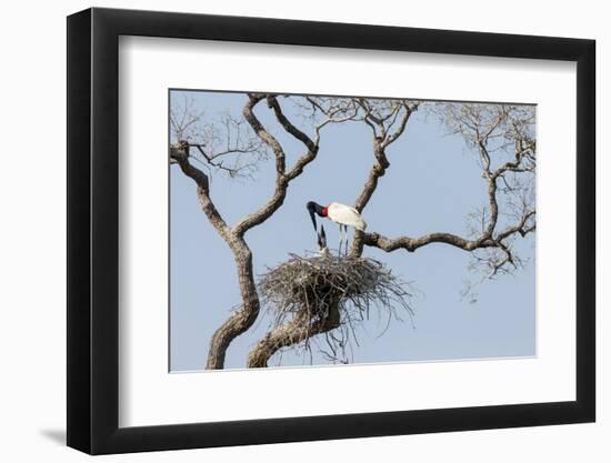 Brazil, Mato Grosso, the Pantanal. Jabiru at the Nest in a Large Tree-Ellen Goff-Framed Photographic Print