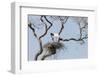 Brazil, Mato Grosso, the Pantanal. Jabiru at the Nest in a Large Tree-Ellen Goff-Framed Photographic Print