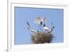 Brazil, Mato Grosso, the Pantanal. Jabiru Flying into the Nest-Ellen Goff-Framed Premium Photographic Print