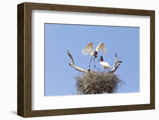 Brazil, Mato Grosso, the Pantanal. Jabiru Flying into the Nest-Ellen Goff-Framed Photographic Print