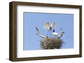 Brazil, Mato Grosso, the Pantanal. Jabiru Flying into the Nest-Ellen Goff-Framed Photographic Print