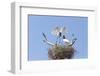 Brazil, Mato Grosso, the Pantanal. Jabiru Flying into the Nest-Ellen Goff-Framed Photographic Print