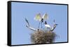 Brazil, Mato Grosso, the Pantanal. Jabiru Flying into the Nest-Ellen Goff-Framed Stretched Canvas