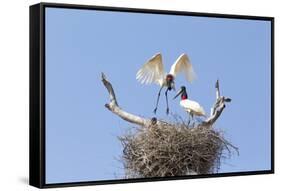 Brazil, Mato Grosso, the Pantanal. Jabiru Flying into the Nest-Ellen Goff-Framed Stretched Canvas