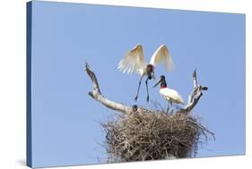 Brazil, Mato Grosso, the Pantanal. Jabiru Flying into the Nest-Ellen Goff-Stretched Canvas