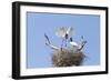 Brazil, Mato Grosso, the Pantanal. Jabiru Flying into the Nest-Ellen Goff-Framed Photographic Print