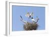 Brazil, Mato Grosso, the Pantanal. Jabiru Flying into the Nest-Ellen Goff-Framed Photographic Print