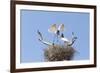 Brazil, Mato Grosso, the Pantanal. Jabiru Flying into the Nest-Ellen Goff-Framed Photographic Print