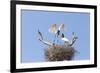 Brazil, Mato Grosso, the Pantanal. Jabiru Flying into the Nest-Ellen Goff-Framed Photographic Print