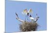 Brazil, Mato Grosso, the Pantanal. Jabiru Flying into the Nest-Ellen Goff-Mounted Photographic Print