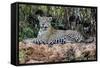 Brazil, Mato Grosso, the Pantanal, Jaguar Resting on the Bank of the Cuiaba River-Ellen Goff-Framed Stretched Canvas