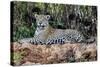 Brazil, Mato Grosso, the Pantanal, Jaguar Resting on the Bank of the Cuiaba River-Ellen Goff-Stretched Canvas