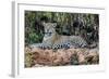 Brazil, Mato Grosso, the Pantanal, Jaguar Resting on the Bank of the Cuiaba River-Ellen Goff-Framed Photographic Print