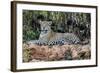 Brazil, Mato Grosso, the Pantanal, Jaguar Resting on the Bank of the Cuiaba River-Ellen Goff-Framed Photographic Print