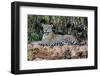 Brazil, Mato Grosso, the Pantanal, Jaguar Resting on the Bank of the Cuiaba River-Ellen Goff-Framed Photographic Print