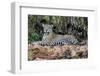 Brazil, Mato Grosso, the Pantanal, Jaguar Resting on the Bank of the Cuiaba River-Ellen Goff-Framed Photographic Print