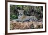 Brazil, Mato Grosso, the Pantanal, Jaguar Resting on the Bank of the Cuiaba River-Ellen Goff-Framed Photographic Print