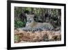 Brazil, Mato Grosso, the Pantanal, Jaguar Resting on the Bank of the Cuiaba River-Ellen Goff-Framed Photographic Print