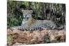 Brazil, Mato Grosso, the Pantanal, Jaguar Resting on the Bank of the Cuiaba River-Ellen Goff-Mounted Photographic Print