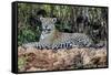 Brazil, Mato Grosso, the Pantanal, Jaguar Resting on the Bank of the Cuiaba River-Ellen Goff-Framed Stretched Canvas