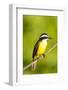 Brazil, Mato Grosso, the Pantanal, Lesser Kiskadee on a Branch-Ellen Goff-Framed Photographic Print