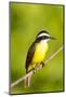 Brazil, Mato Grosso, the Pantanal, Lesser Kiskadee on a Branch-Ellen Goff-Mounted Photographic Print