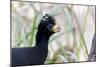 Brazil, Mato Grosso, the Pantanal. Male Bare-Faced Curassow Portrait-Ellen Goff-Mounted Photographic Print