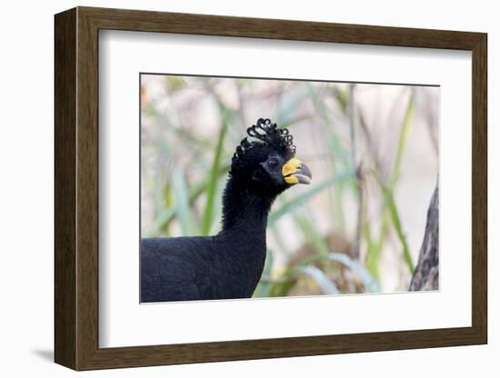 Brazil, Mato Grosso, the Pantanal. Male Bare-Faced Curassow Portrait-Ellen Goff-Framed Photographic Print