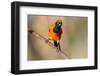 Brazil, Mato Grosso, the Pantanal, Orange-Backed Troupial on a Branch-Ellen Goff-Framed Photographic Print