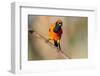 Brazil, Mato Grosso, the Pantanal, Orange-Backed Troupial on a Branch-Ellen Goff-Framed Photographic Print