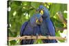 Brazil, Mato Grosso, the Pantanal. Pair of Hyacinth Macaws Cuddling-Ellen Goff-Stretched Canvas